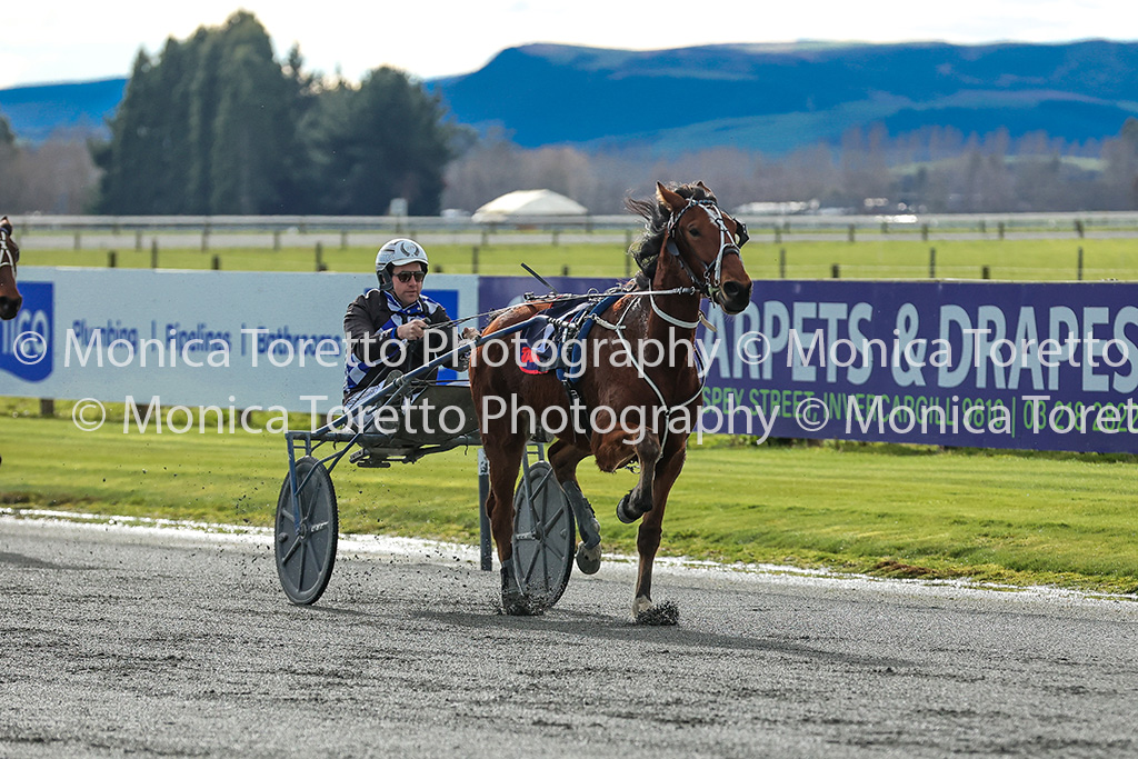 winning race horse